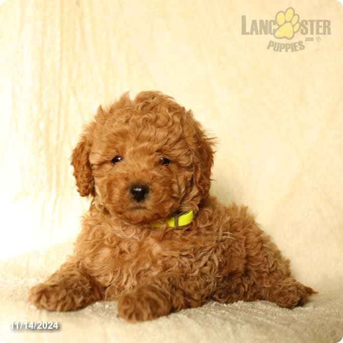 Honey Cavapoo Puppy for Sale in New Holland, PA Lancaster Puppies