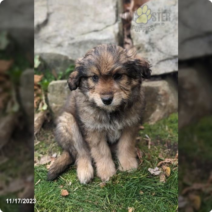 poodle australian shepherd mix puppy