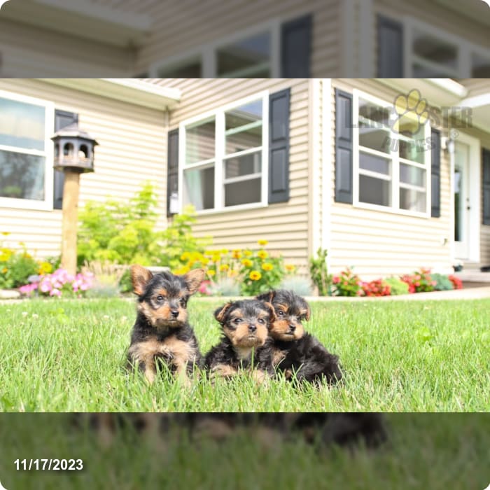 A & L Puppies Lancaster Puppies