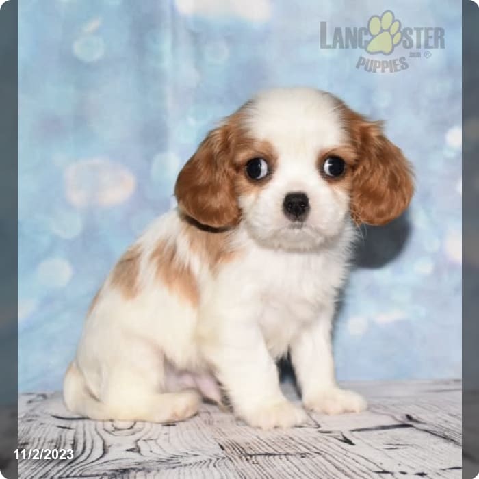 Cavalier King Charles Spaniel - Sugar Sweet Georgia Puppies