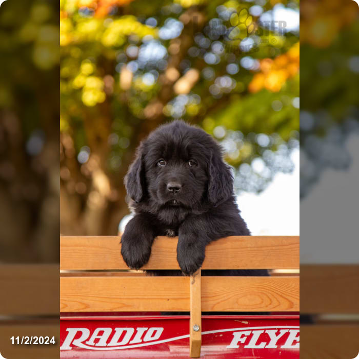 Cassie Newfoundland Puppy for Sale in Salem, OH Lancaster Puppies