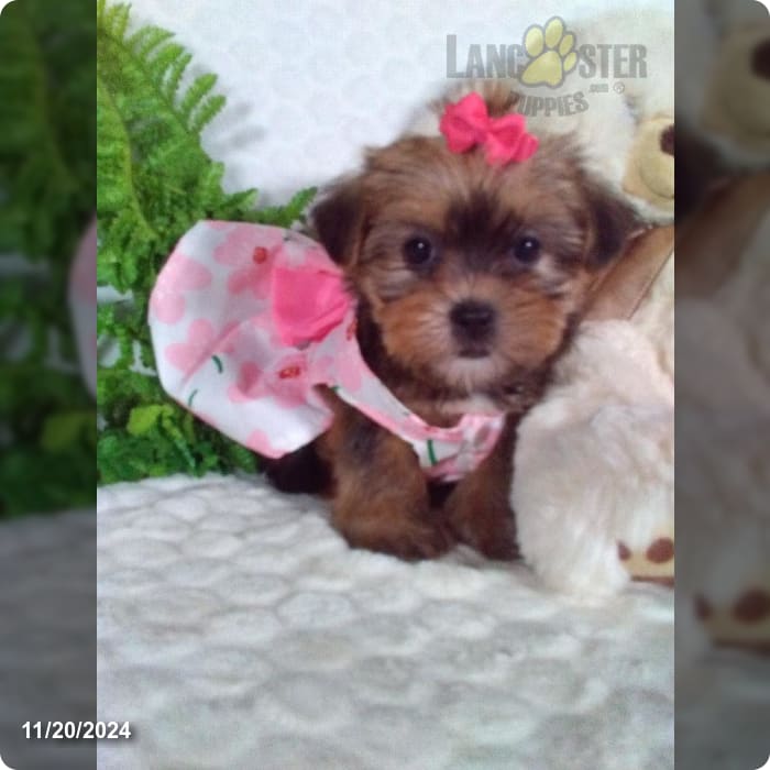 Mia Shorkie Puppy for Sale in Sugarcreek, OH Lancaster Puppies