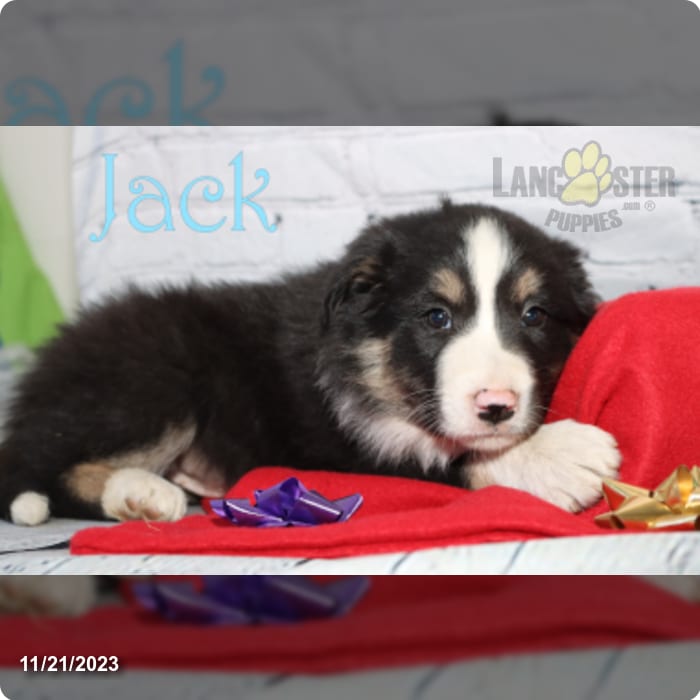 Border Collie Puppies - Animal Kingdom