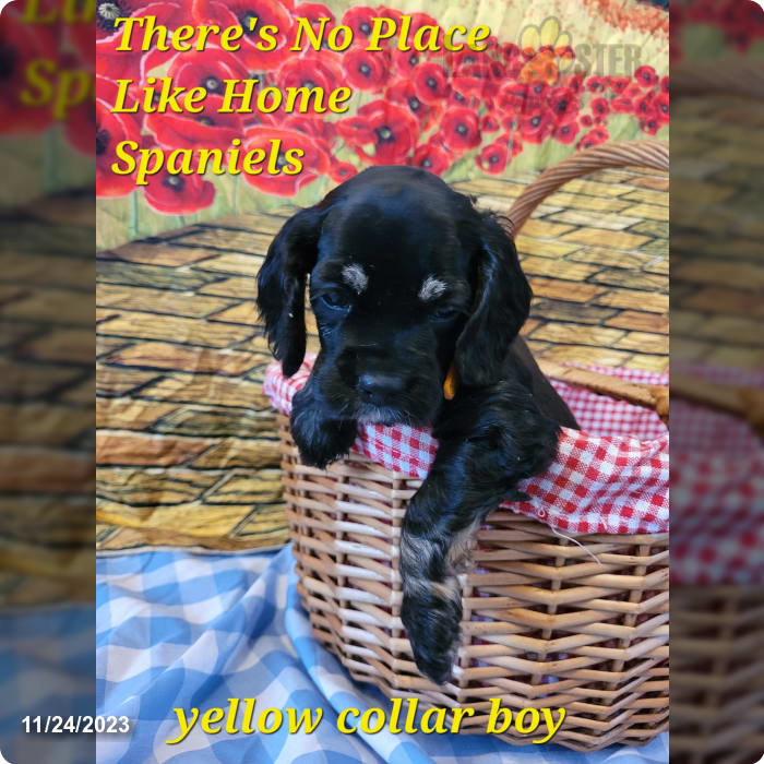 Leo Puppy - Frenchton Puppy for Sale in Dayton, OH