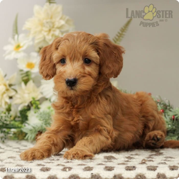 Mini Goldendoodles For Sale, F1b & F1bb