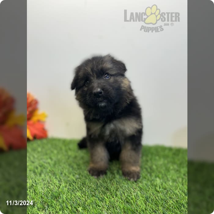 German Shepherd Puppy for Sale in Salem, IN Lancaster Puppies