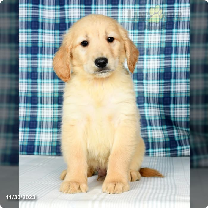 AKC Golden Retriever Puppies Wisconsin