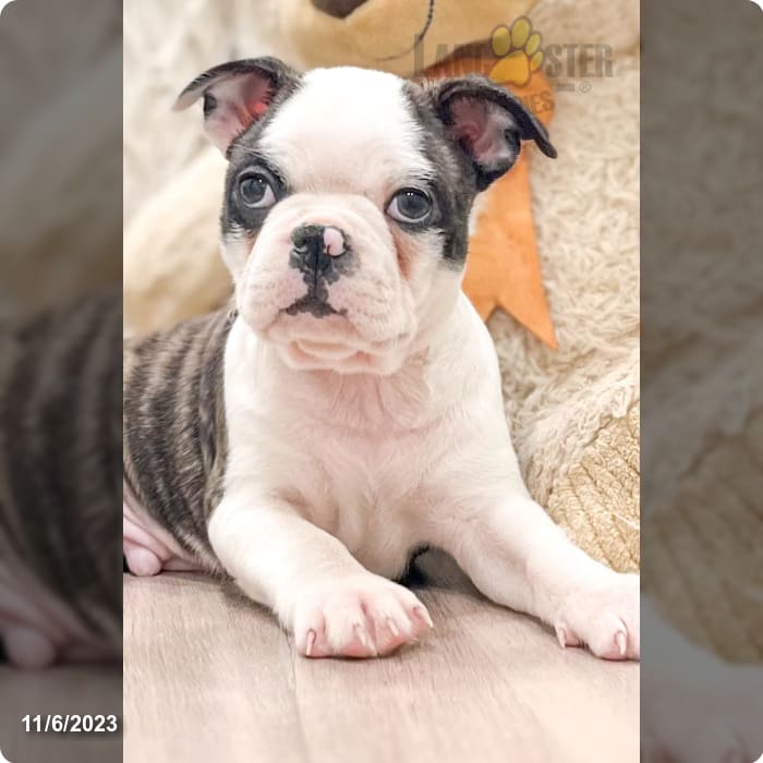 Leo Puppy - Frenchton Puppy for Sale in Dayton, OH