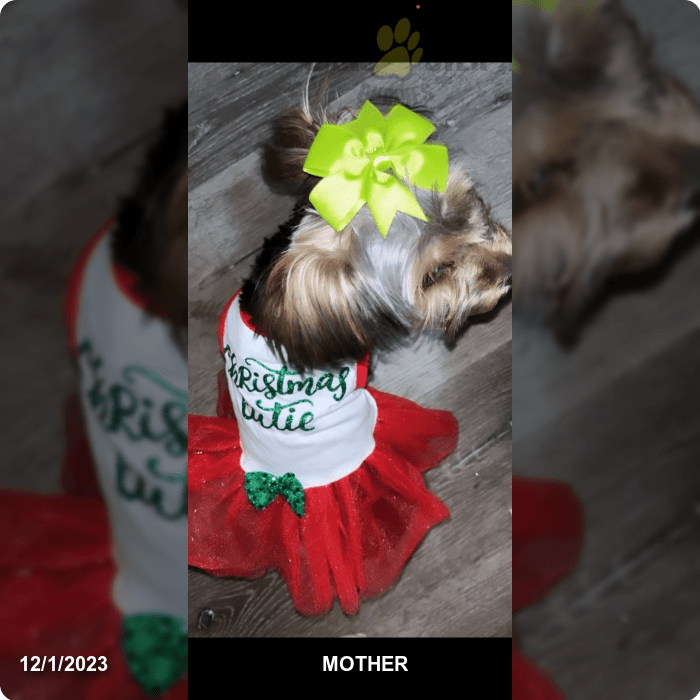 Pastor Inglês e Yorkshire Terrier – Item: 1046