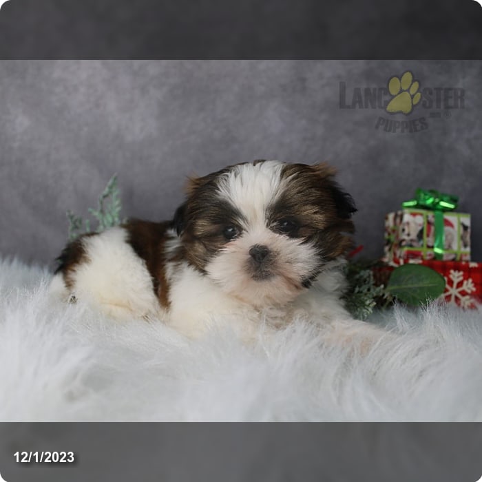 Benji - Shih Tzu Puppy for Sale in Millersburg, OH