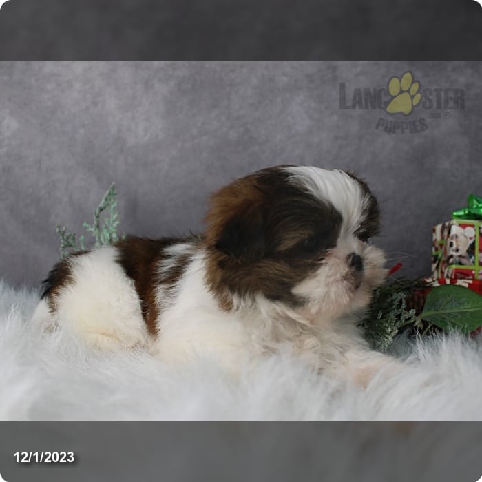 Benji - Shih Tzu Puppy for Sale in Millersburg, OH