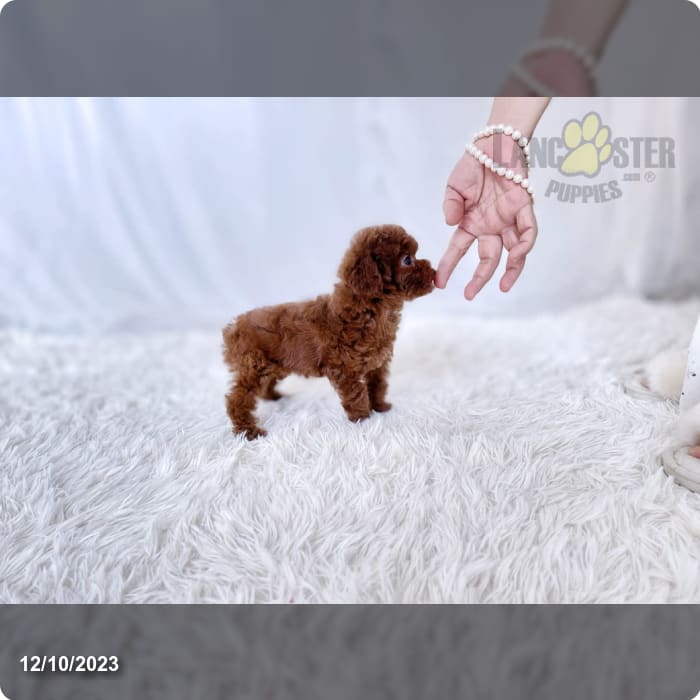 Teacup Laura - Poodle Toy Puppy for Sale in Long Island City, NY ...