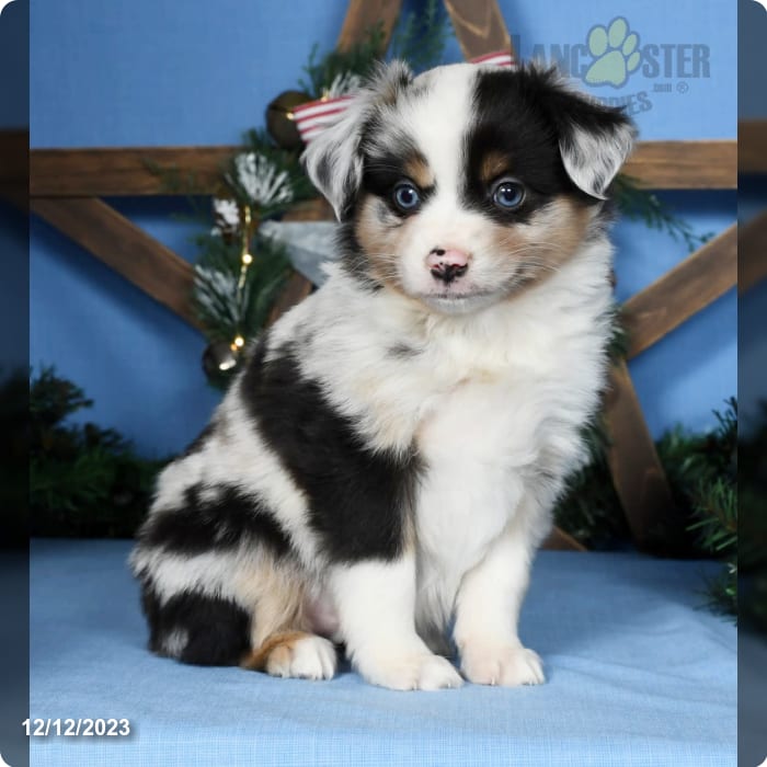 Toy & Mini Aussie Puppy Breeder in Michigan