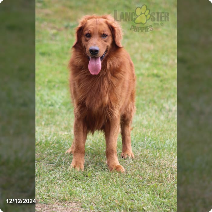 Dark Goldens Golden Retriever Puppy for Sale in Hillsboro, WI