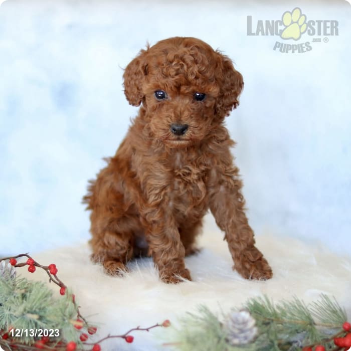 Toy Poodle Breeder, Bella's Red Toy Poodle