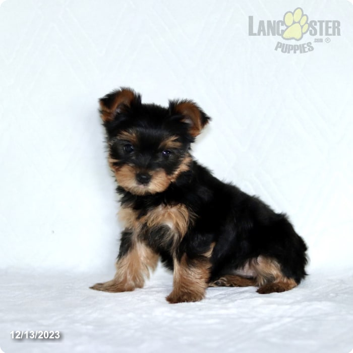 Rhianna Yorkshire Terrier Puppy for Sale in Paradise, PA Lancaster
