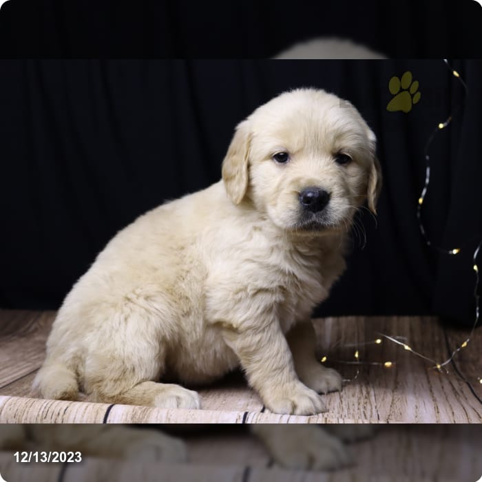 Nala Golden Retriever Puppy for Sale in North Canton, OH Lancaster