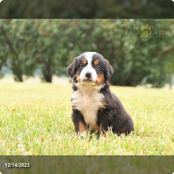 Echo Valley Puppies Lancaster Puppies