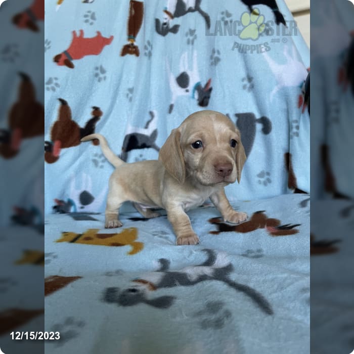 Reggie Dachshund Miniature Puppy for Sale in WV