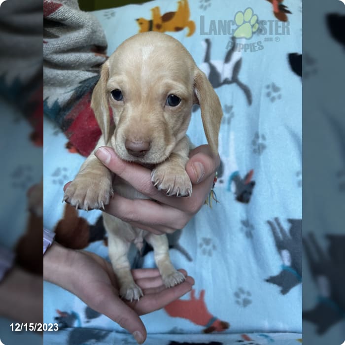 Reggie Dachshund Miniature Puppy for Sale in WV