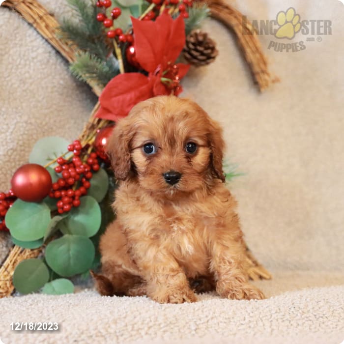 Dancer Cavapoo Puppy for Sale in Dornsife, PA Lancaster Puppies