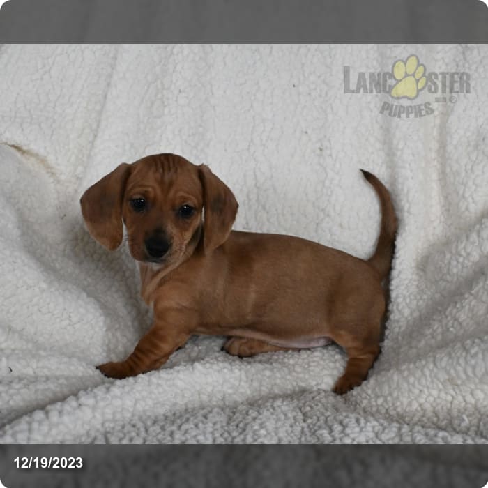 Amazing dachshund puppy for sale and adoption nearby