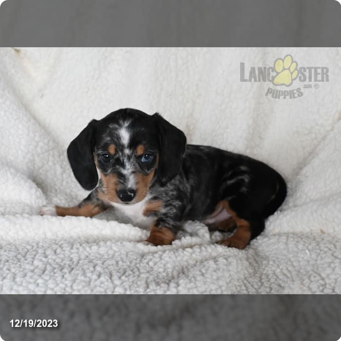 Amazing dachshund puppy for sale and adoption nearby