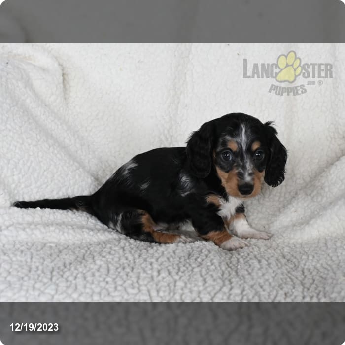 Amazing dachshund puppy for sale and adoption nearby