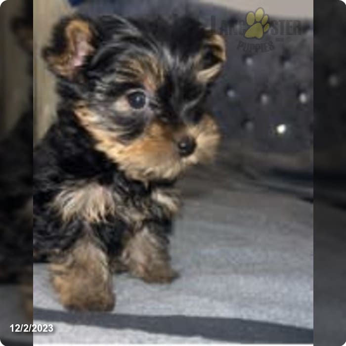 Pastor Inglês e Yorkshire Terrier – Item: 1046