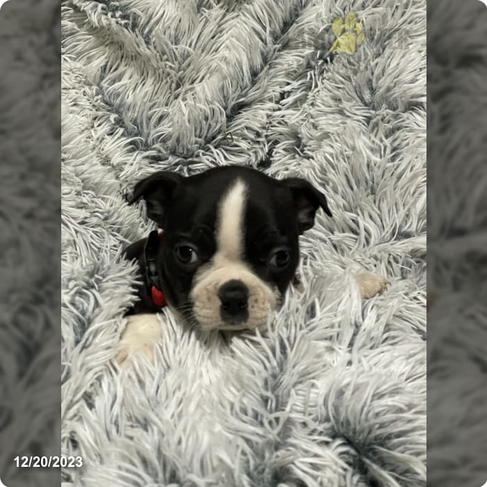 Rosy Boston Terrier Puppy for Sale in Penn Yan, NY Lancaster Puppies