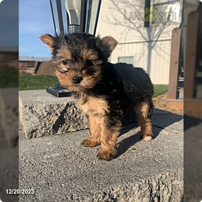 Starlite Yorkshire Terrier Puppy for Sale in Elkton, KY Lancaster