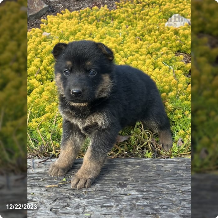 Betty - German Shepherd Puppy for Sale in New Holland, PA | Lancaster ...