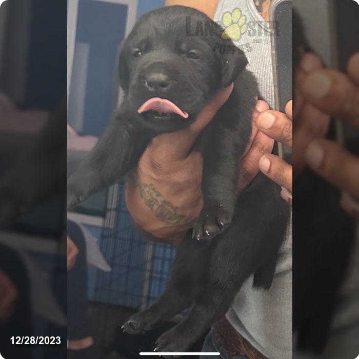 Mdb Kennels Lancaster Puppies