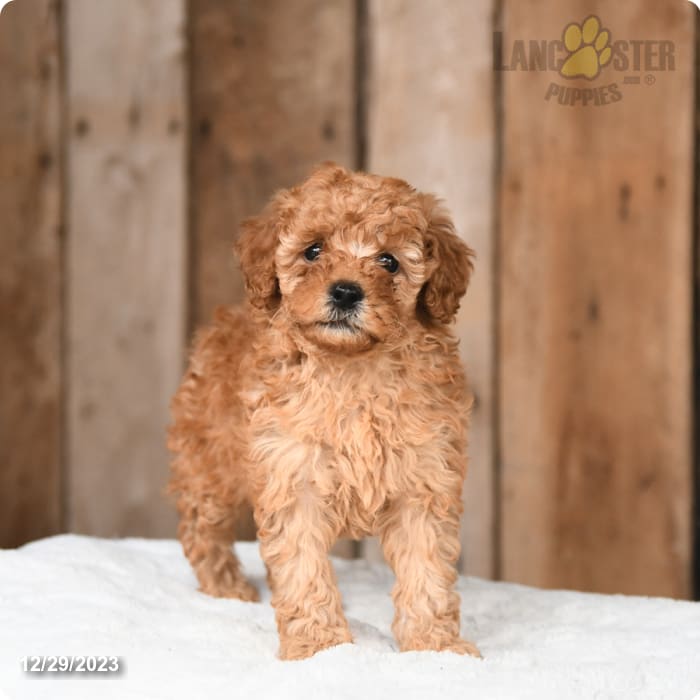 Puppy Spotlight: Meet Unique, Toy Poodle for Sale in Boca Raton - Love My  Puppy