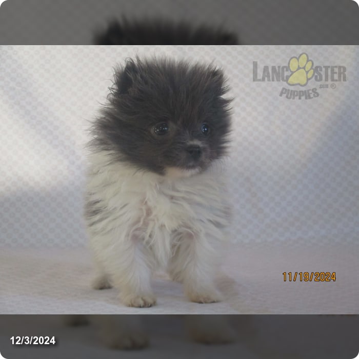Liza Pomeranian Puppy for Sale in Shipshewana, IN Lancaster Puppies