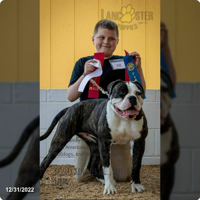 Kessler Kennels Llc Lancaster Puppies