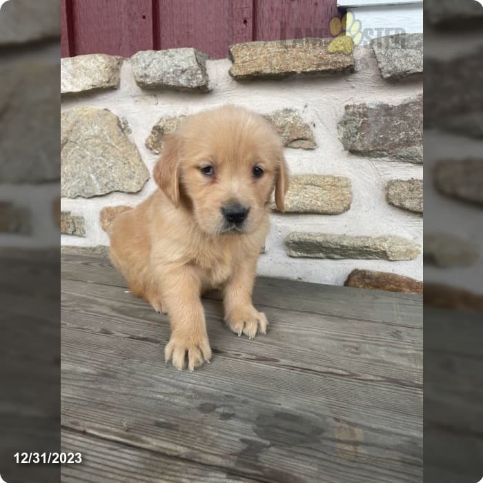 Mountain Meadows Golden Retrievers Lancaster Puppies