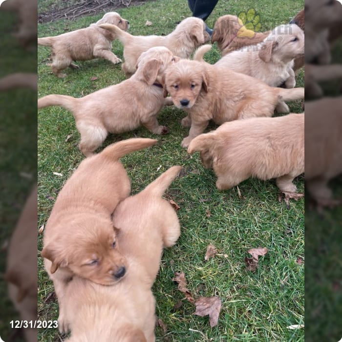 Mountain Meadows Golden Retrievers Lancaster Puppies