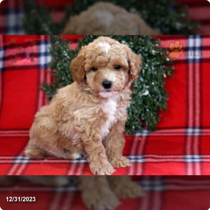 Mini Goldendoodle - An Intelligent, Adorable Companion