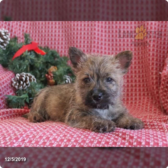 Nelson Martin Lancaster Puppies