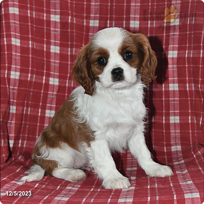 Paige - Cavalier King Charles Spaniel Puppy for Sale in Ashland