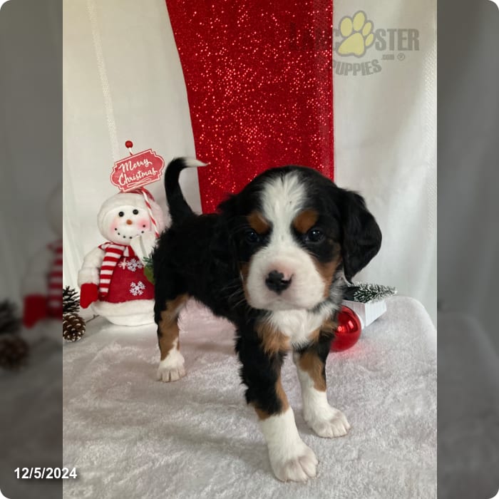Lyla Miniature Bernese Mountain Dog Puppy for Sale in Paradise, PA