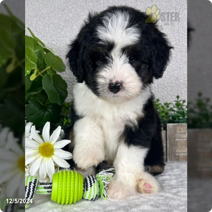 Malachi Black Tri Traditional Mini Aussiedoodle Puppy for Sale in