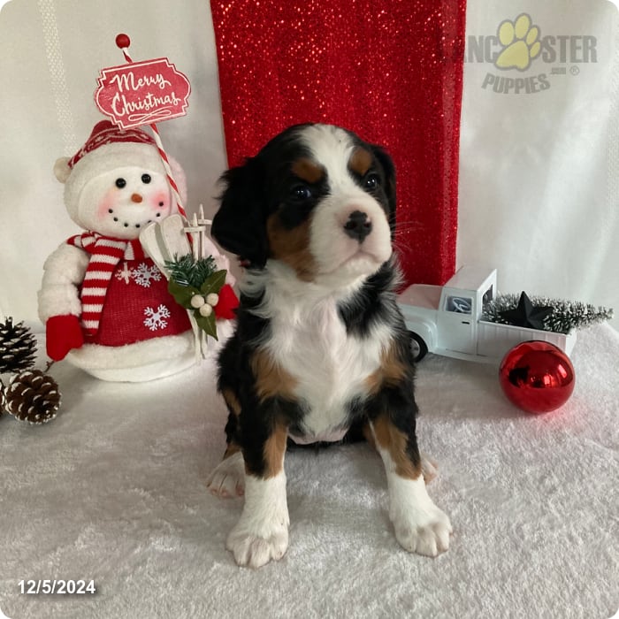 Lyla Miniature Bernese Mountain Dog Puppy for Sale in Paradise, PA