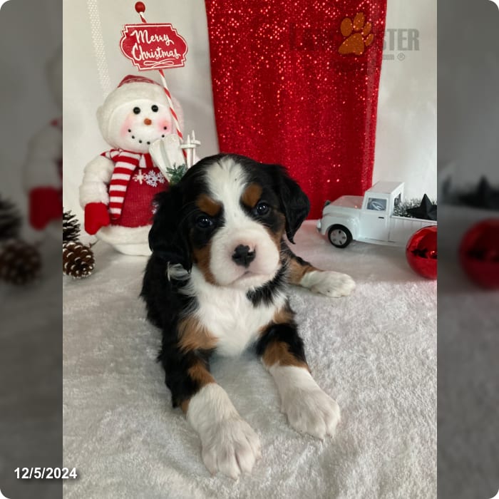 Lyla Miniature Bernese Mountain Dog Puppy for Sale in Paradise, PA