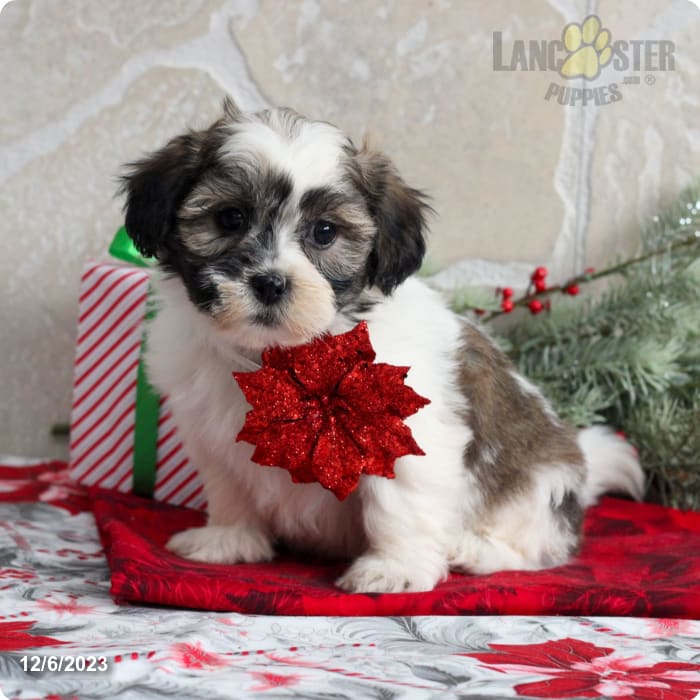 Shih Tzu dog Lacey playing with one of her favorite toys 