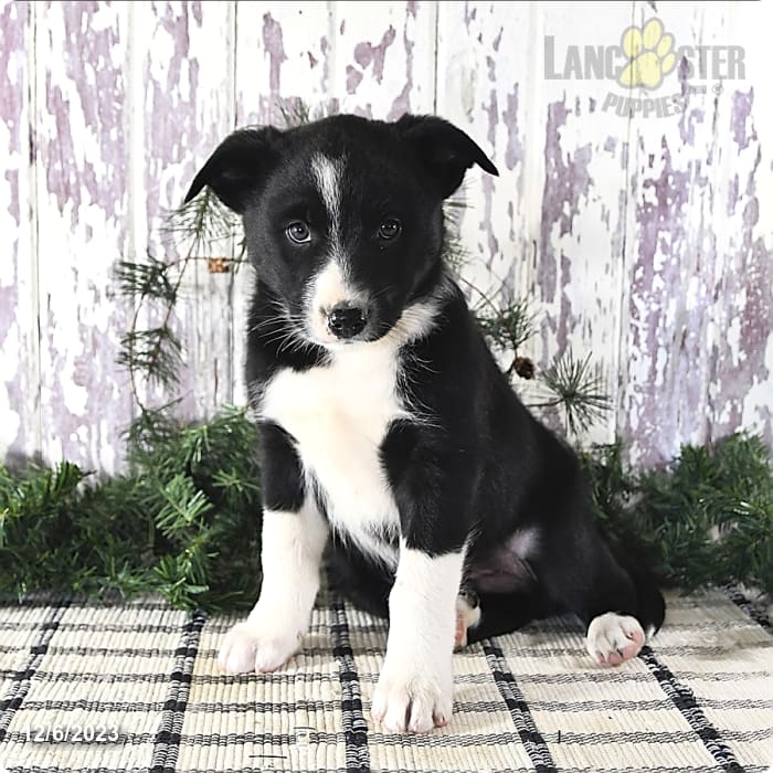 Border Collie Mix Puppies For Sale