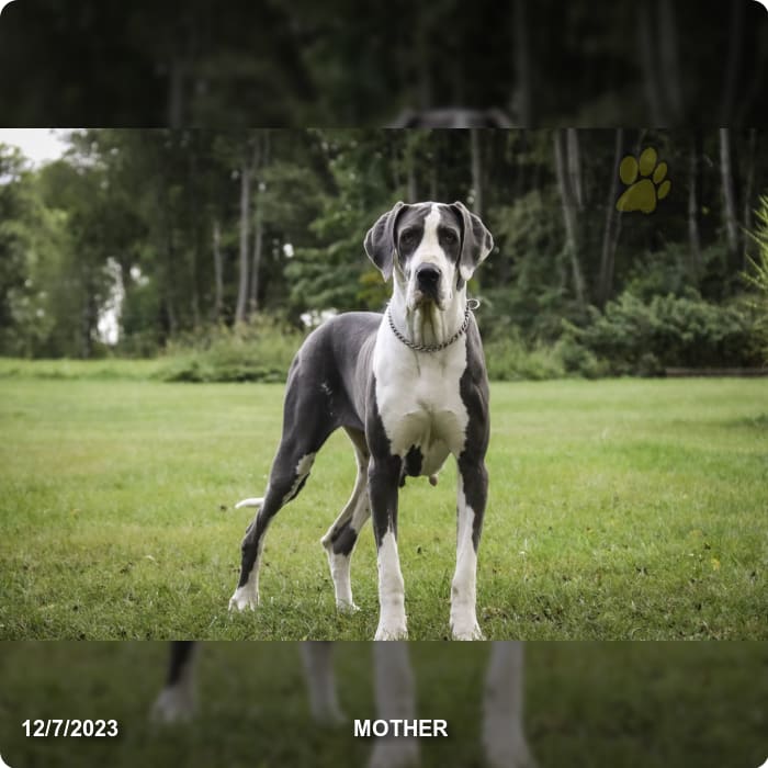 Cupid Great Dane and English Mastiff Hybrid Puppy for Sale in New
