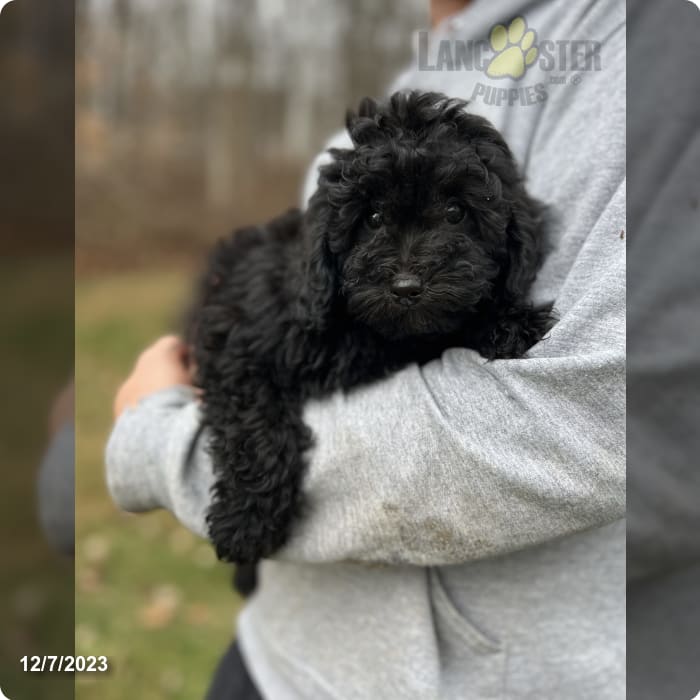 Toy Poodle Small Breed  Berlin Pet Shoppe in Ohio