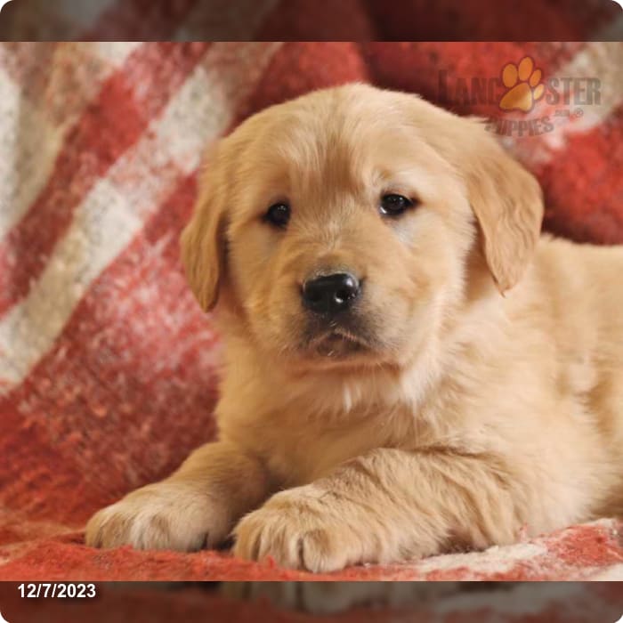 Twixy Ted - Golden Retriever Puppy for Sale in Penn Yan, NY